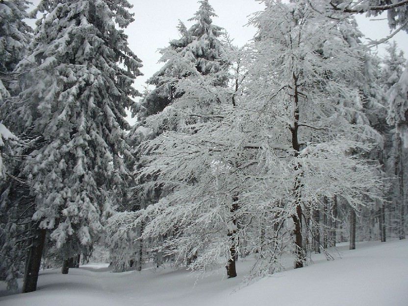 Zieleniec 2003